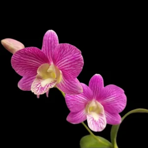 Dendrobium Aridang Green X Burana Stripe Orchid Flower