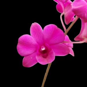 Dendrobium Orchid 'Burana Galaxy - 11' Flower