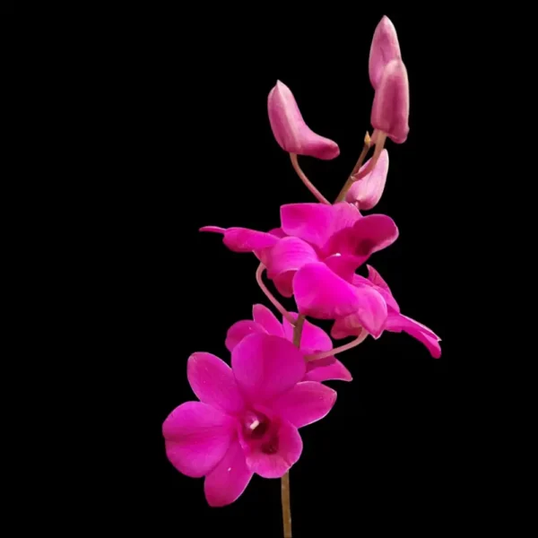 Dendrobium Orchid 'Burana Galaxy - 11' Flower 2