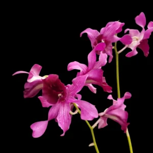 Stunning Indonesia Raya Red Dendrobium