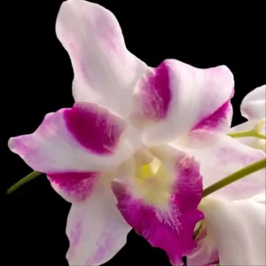 Dendrobium King Dragon Orchid Flower