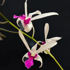 Dendrobium Meesangnil 'Bai Lien' Orchid Flower