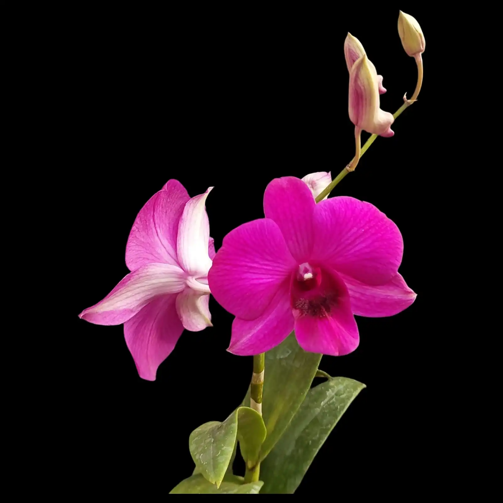 The Ultimate Guide to Dendrobium Orchid Care in India Blooming Dendrobium orchid for sale in India