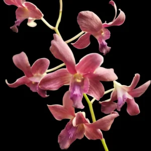 Elegant Dendrobium Red Dragon Udomsri Flower
