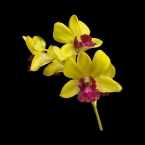 Dendrobium Thongchai Gold #12 Orchid Flower