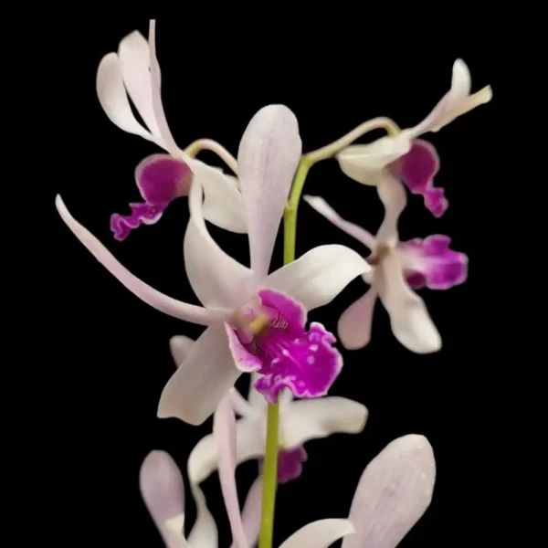 Dendrobium Warwan Stratiotes Orchid Flower
