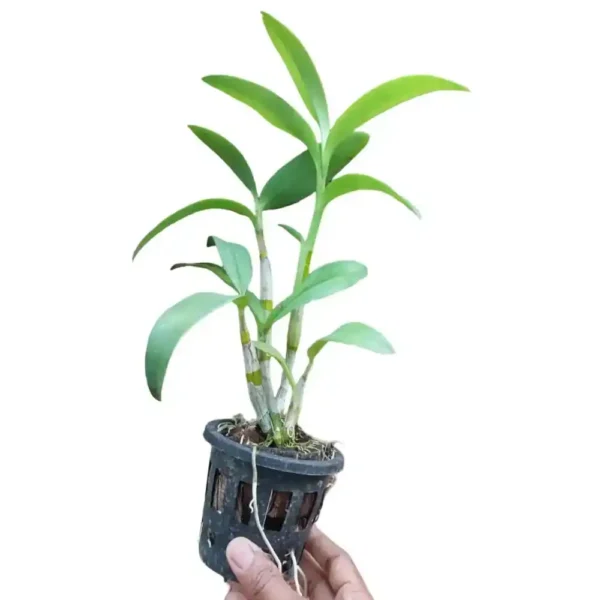 Dendrobium Warwan Stratiotes Orchid Plant