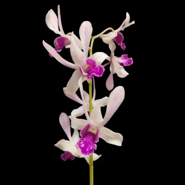 Dendrobium Warwan Stratiotes Orchid Flower 2