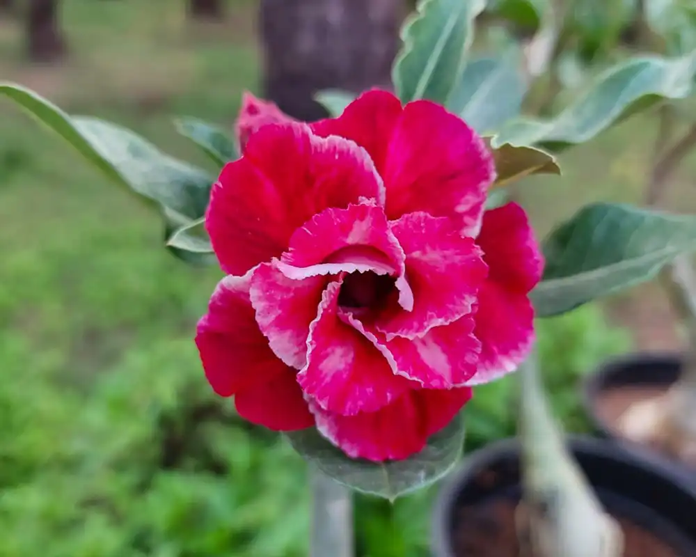 Buy Adenium Plants Online