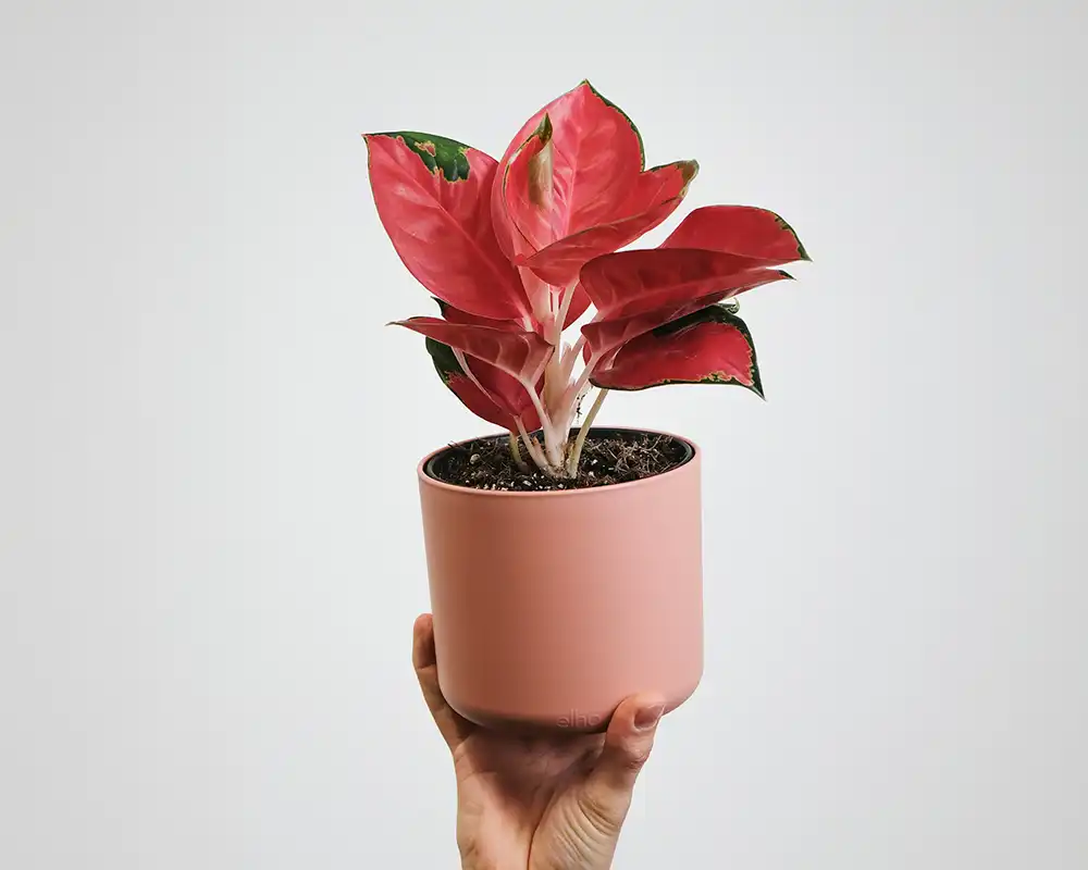 Buy Aglaonema Plants Online