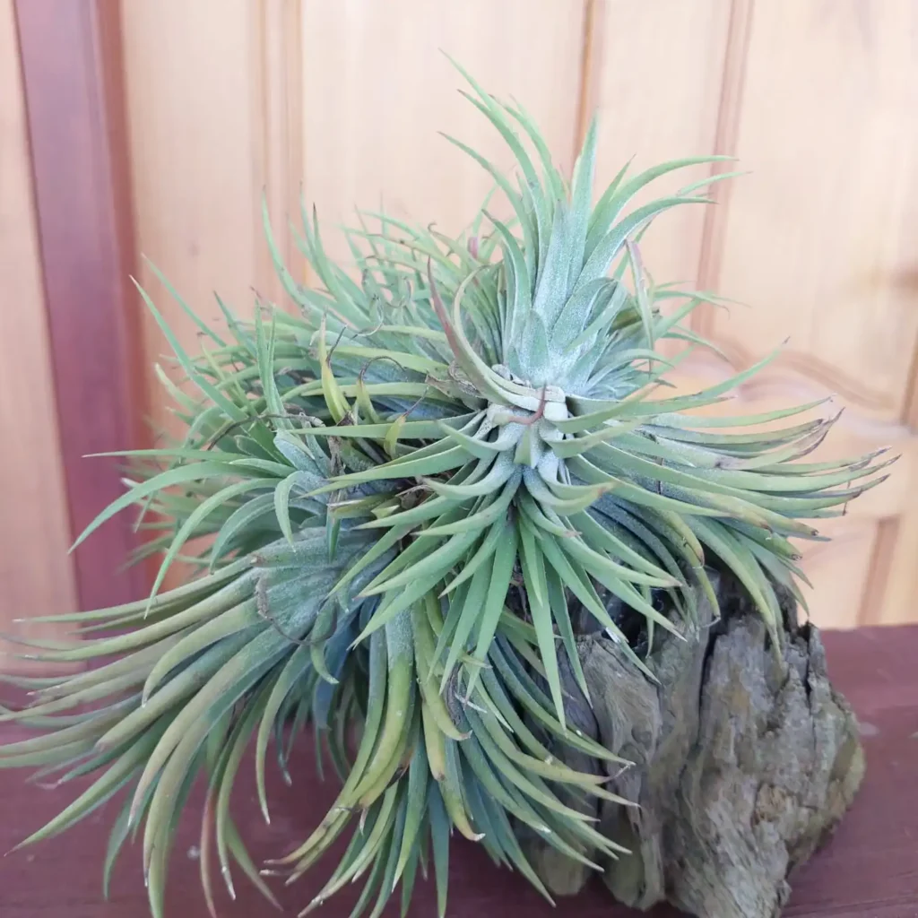Buy Air Plants Online