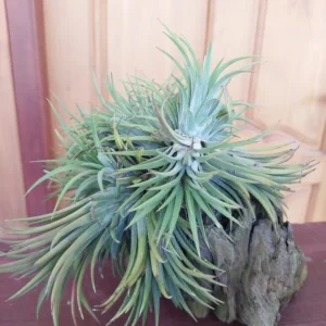 Air Plants