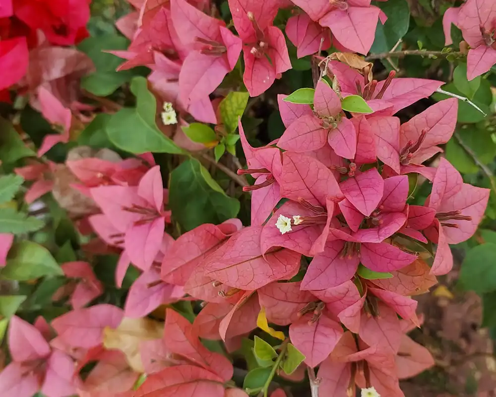 Buy Bougainvillea Plants