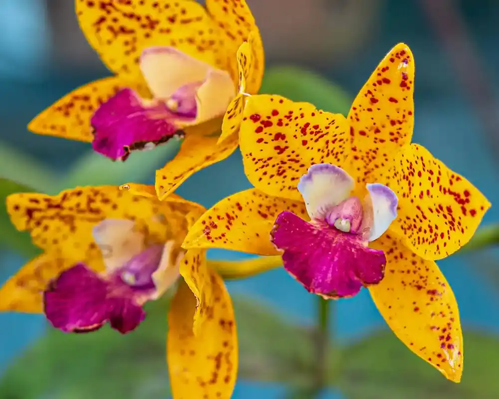 Buy Cattlya Orchid Plants Online