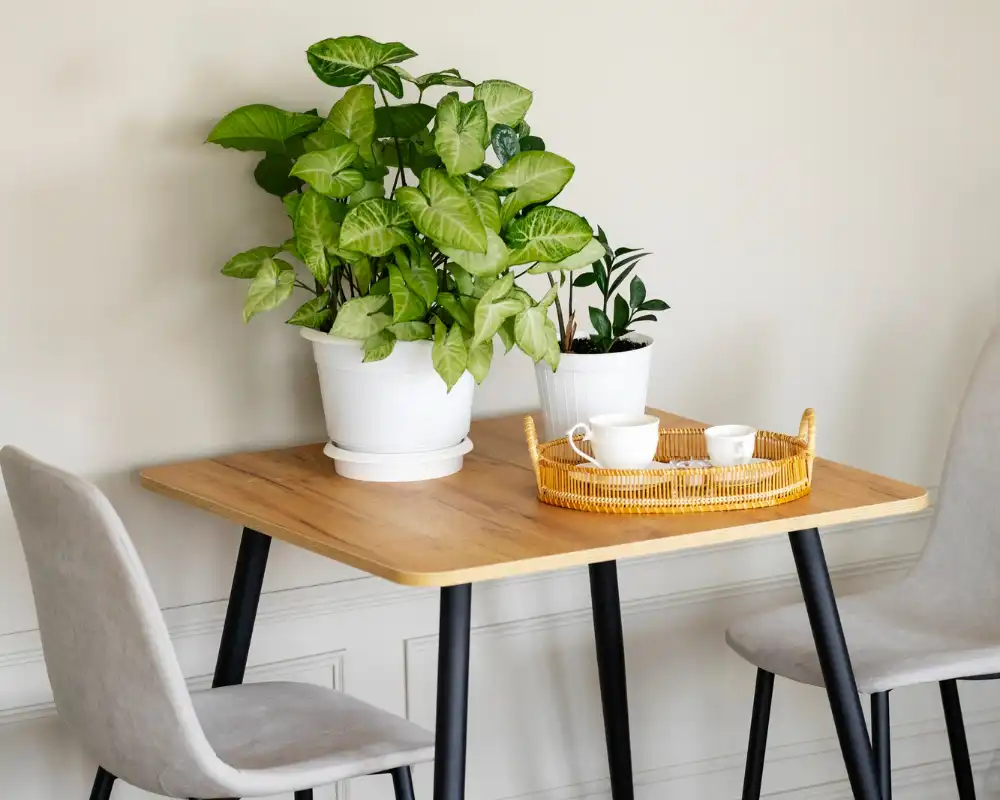 Buy Dining Room Plants Online