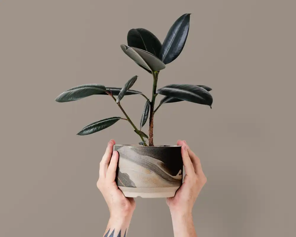 Buy Ficus Rubber Plant Online