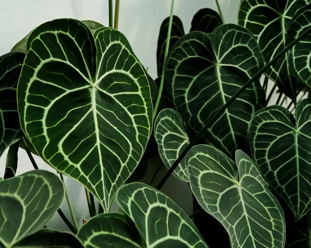 Buy Foliage Anthurium Plants Online