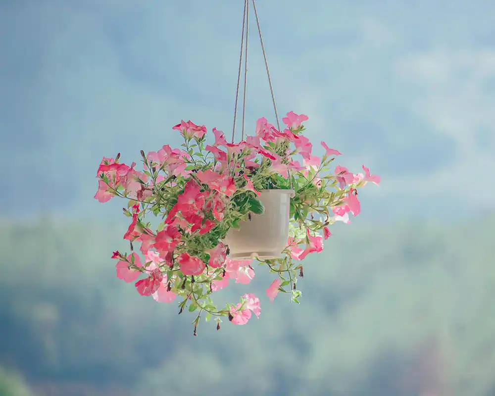 Buy Hanging Plants