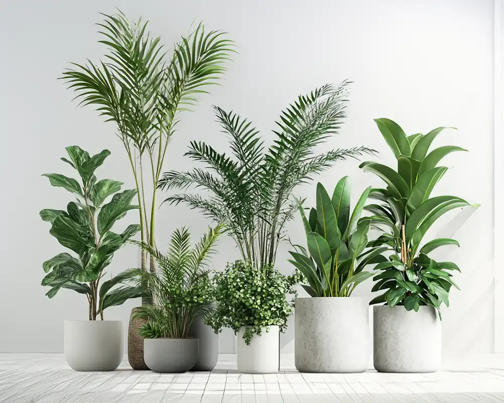 Buy Indoor Plants Online