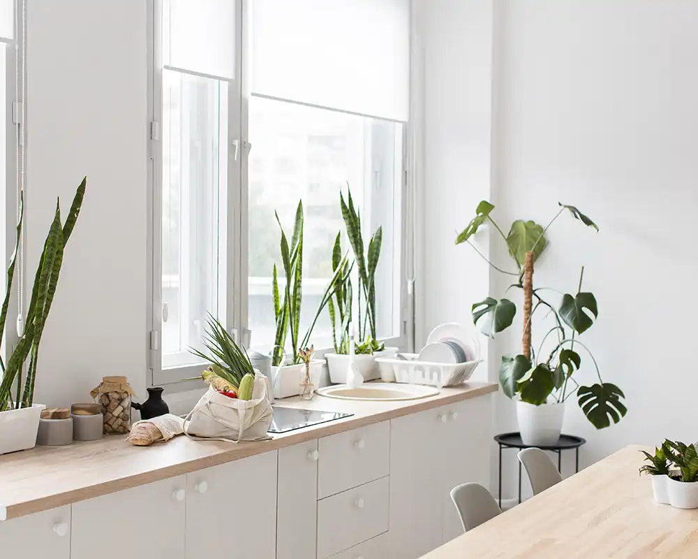 Buy Kitchen Plants Online