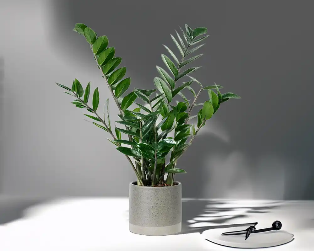 Buy Low Light Plants Online