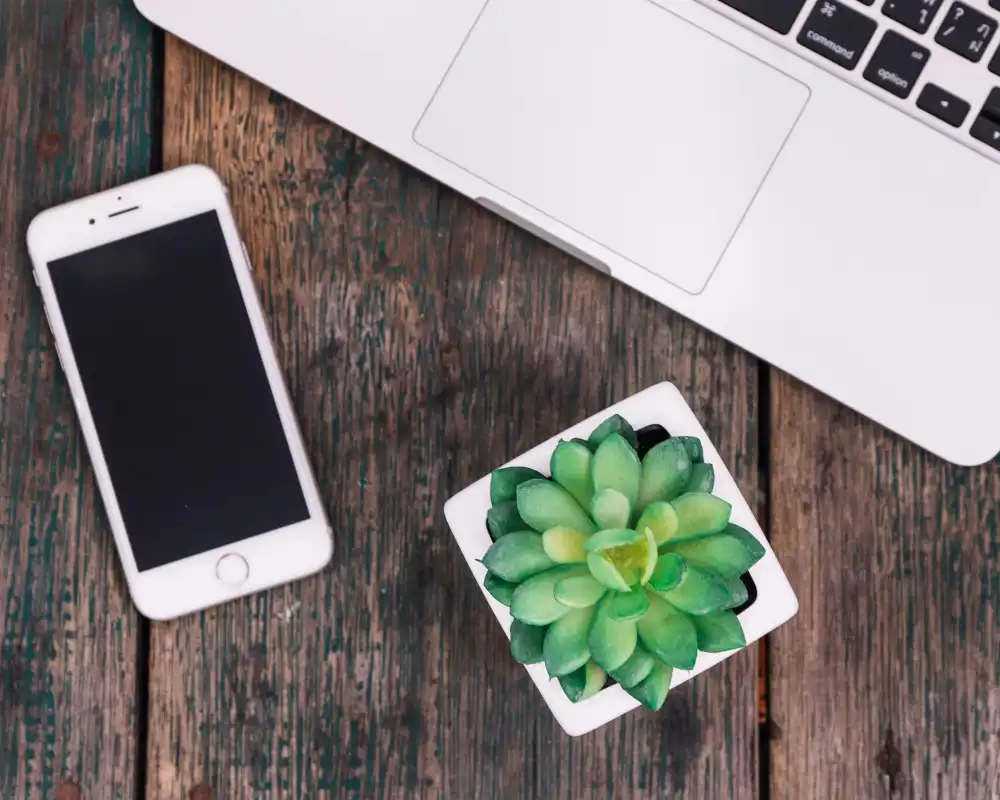 Buy Office Desk Plants Online