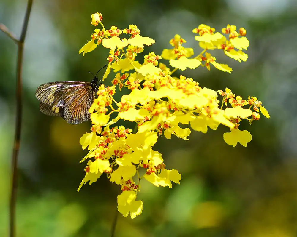 Buy Oncidium Orchid Online