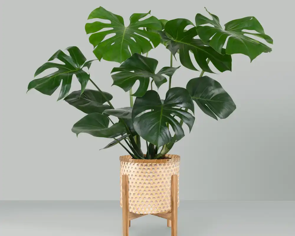 Buy Philodendron Plants Online