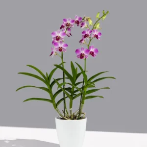 Dendrobium Orchids