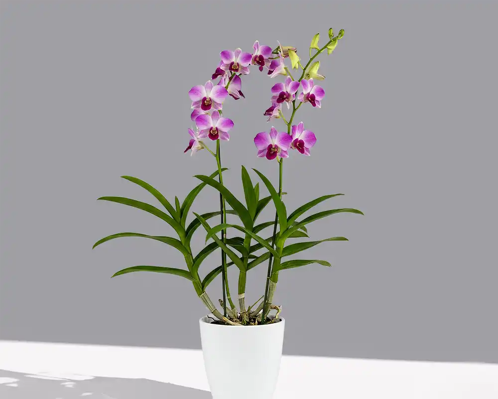 Buy dendrobium Orchids Online