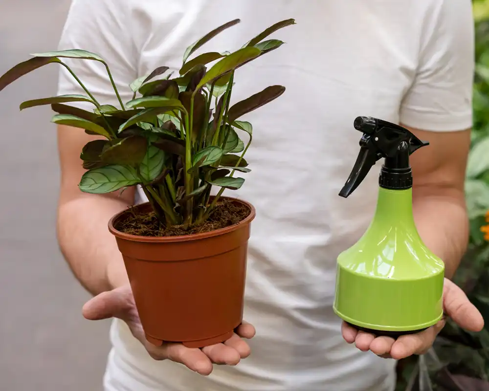 Buy easy care Plants Online