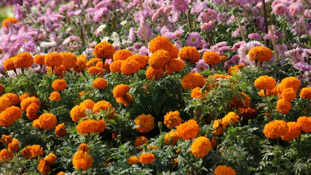 Seasonal planning for year-round natural therapy