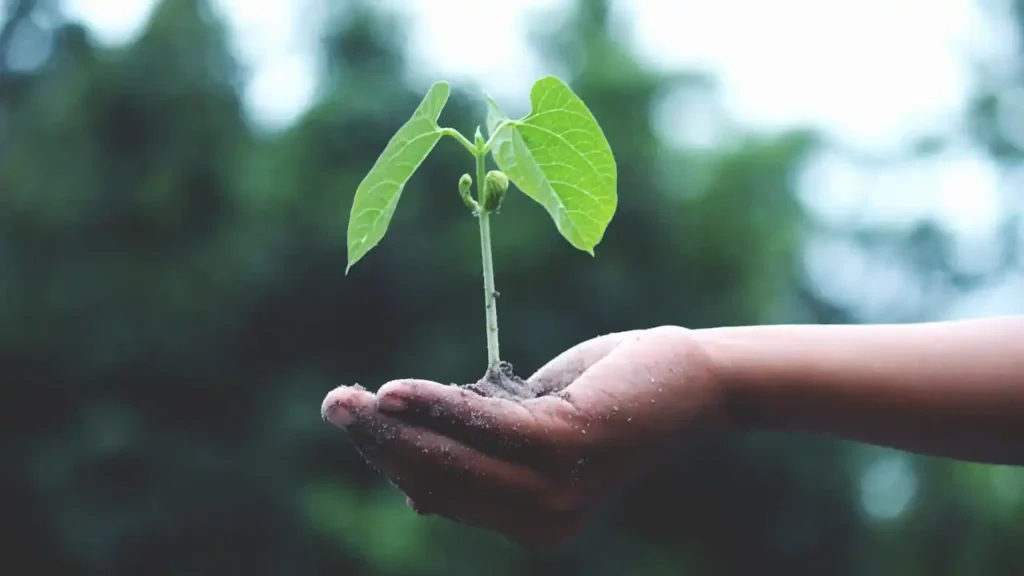 Gardening for Mental Health
