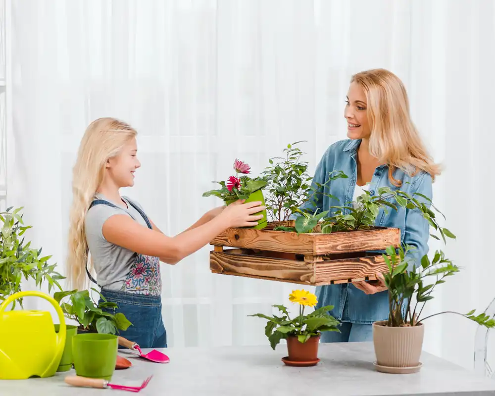 affordable plants