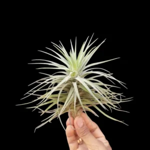 Cotton Candy Air Plant