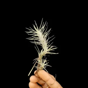 Buy Funckiana Air Plant – Unique Curling Tillandsia for Creative Displays