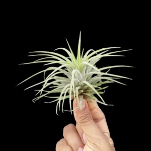 Ionantha Rubra Yellow Airplant