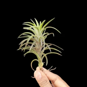 Buy Neglecta Air Plant Online