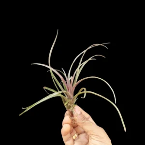 buy Timms-Outburst Air Plant