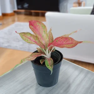 Buy Aglaonema 40 Karat