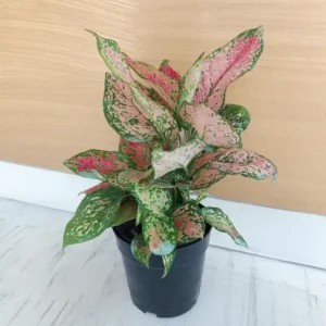 Buy Aglaonema Pink Anjamani Online