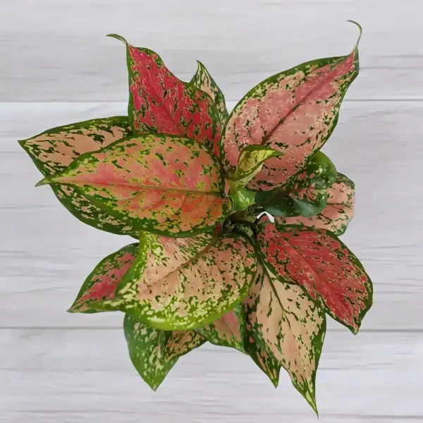 Aglaonema Pink Anjamani Top View