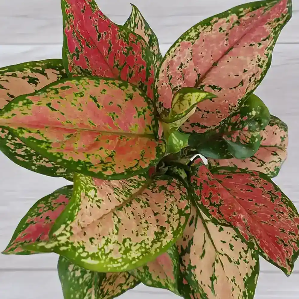 Aglaonema Pink Anjamani