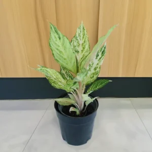 buy Aglaonema Frozen Online
