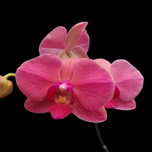 Buy Fuchsia Dream Phalaenopsis Orchid Online