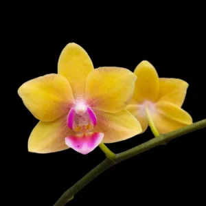 Buy Golden Glow Phalaenopsis Orchid Online