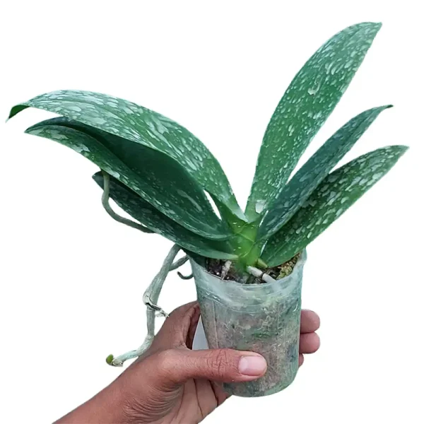 Golden Glow Phalaenopsis Orchid Plant