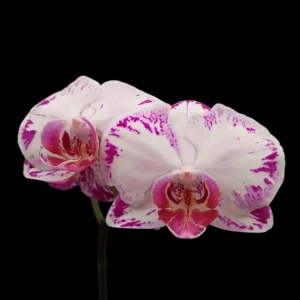 Buy Phalaenopsis Harlequin Splash Orchid Online
