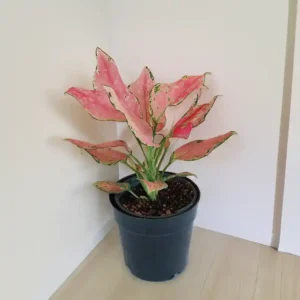 Buy Aglaonema Pink Lady Online