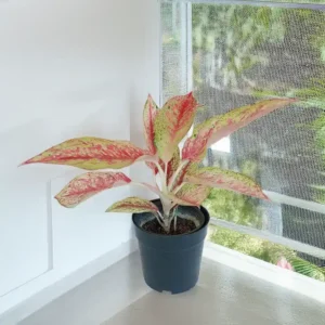 Buy Aglaonema Pink Panther Online